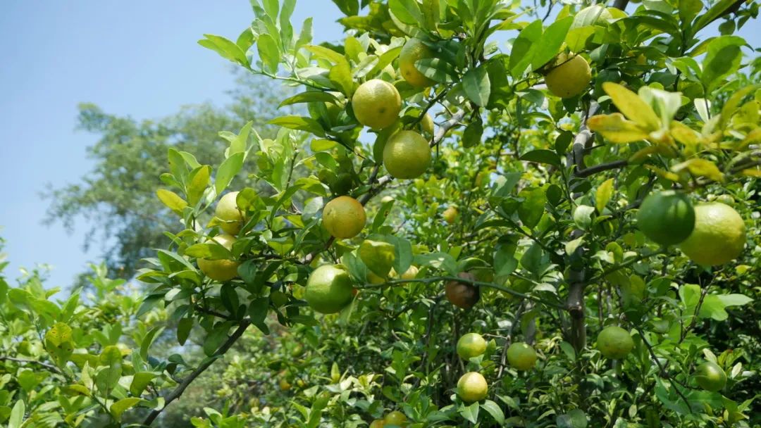 1732179391627832.jpg 50.jpg